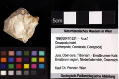 Foto (Objket + Etiketten) von Cracensigillatus acutirostris (Moericke, 1889) 